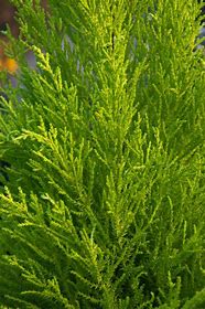 Cupressus m. 'Goldcrest' #10