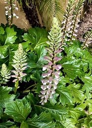 Acanthus mollis #3