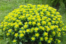 Load image into Gallery viewer, Euphorbia p. &#39;Cushion Spurge&#39; #1

