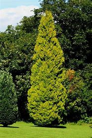 Cupressus m. 'Goldcrest' #10