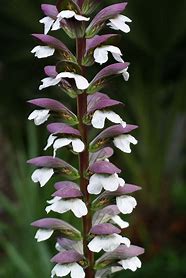 Acanthus mollis #3