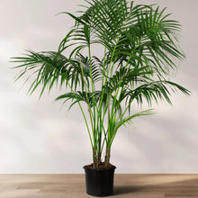 Load image into Gallery viewer, Palm - Kentia #5
