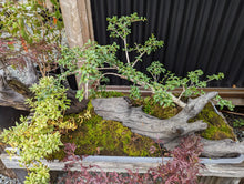 Load image into Gallery viewer, Bonsai Workshop
