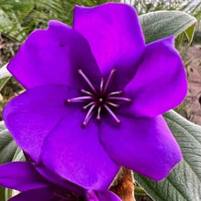 Load image into Gallery viewer, Tibouchina 'Glory Bush' (Tropical) #7
