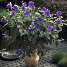 Load image into Gallery viewer, Tibouchina 'Glory Bush' (Tropical) #7
