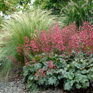 Heuchera 'Paris' 5"