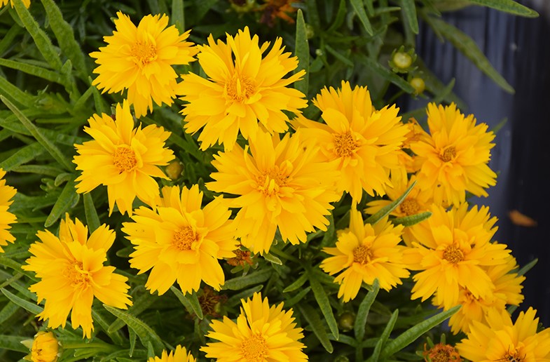 Coreopsis g. 'Double the Sun' #1
