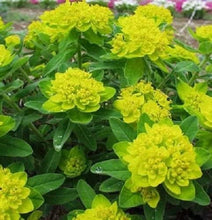 Load image into Gallery viewer, Euphorbia p. &#39;Cushion Spurge&#39; #1
