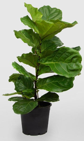Ficus lyrata 'Fiddle Leaf Fig' 40cm