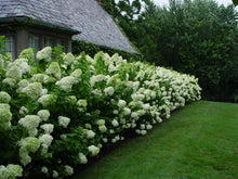 Load image into Gallery viewer, Hydrangea paniculata &#39;Limelight&#39; #7
