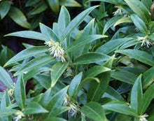 Load image into Gallery viewer, Sarcococca hookerina var. humilis #5
