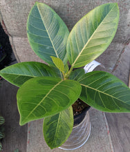 Load image into Gallery viewer, Ficus altissima &#39;Yellow Gem&#39; 6&quot;
