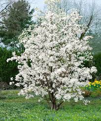 Magnolia loeb. 'Merrill' #10