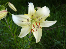 Load image into Gallery viewer, Lilium &#39;White Twinkle&#39; #2
