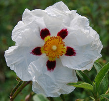 Load image into Gallery viewer, Cistus &#39;Alan Fradd&#39; #3
