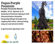 Load image into Gallery viewer, Fagus &#39;Purple Fountain&#39; Beech #20
