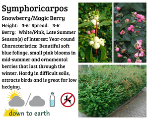 Symphoricarpus albus 'Snowberry' #2