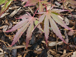 Acer palmatum 'Matsu kaze' #3