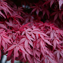 Load image into Gallery viewer, Acer palmatum &#39;Bloodgood&#39; #10

