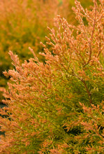 Load image into Gallery viewer, Thuja occidentalis &#39;Fire Chief&#39; #3
