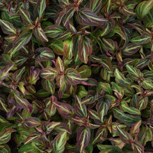 Load image into Gallery viewer, Lysimachia a. &#39;Night Light&#39; #1

