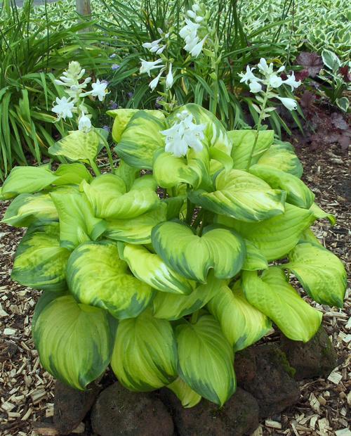 Hosta 'Stained Glass' 3