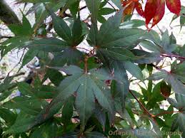 Acer palmatum 'Lozita' #10