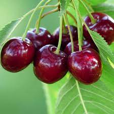 Cherry 'Bing' #10