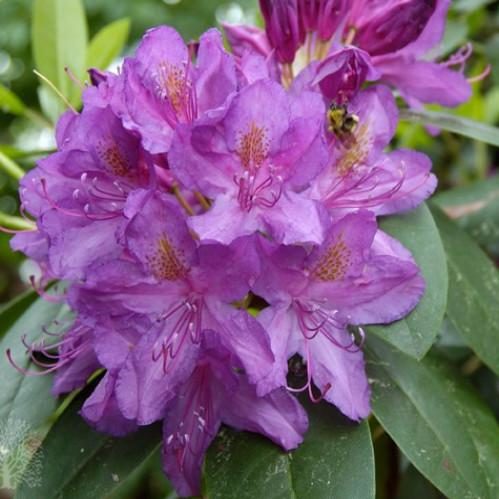 Rhododendron 'Purpureum Elegans' #2