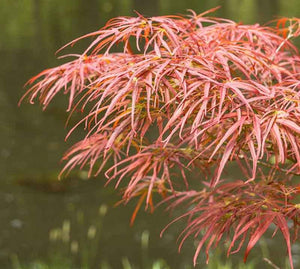 Acer palmatum 'Linearilobum' #10