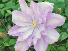 Load image into Gallery viewer, Clematis &#39;Proteus&#39; #2
