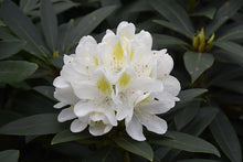 Load image into Gallery viewer, Rhodo catawbiense &#39;Chionoides&#39; #5
