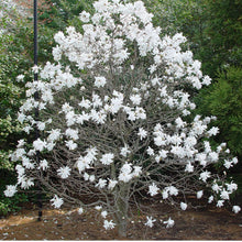 Load image into Gallery viewer, Magnolia stellata &#39;Royal Star&#39; #10
