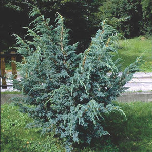 Juniperus sq. 'Meyeri' #2