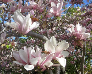 Magnolia soulangeana 'San Jose' #10