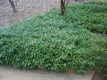 Load image into Gallery viewer, Sarcococca hookeriana var humilis #3

