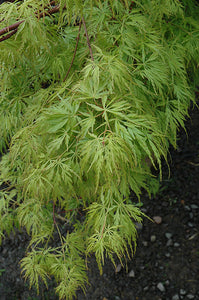 Acer palmatum 'Seiryu' #10