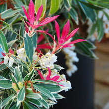 Load image into Gallery viewer, Pieris j. &#39;Flaming Silver&#39; #3
