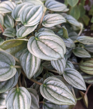 Load image into Gallery viewer, Peperomia caperata &#39;Napoli Nights&#39; 6&quot;
