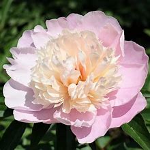 Load image into Gallery viewer, Paeonia lactiflora &#39;Lady Alexandra Duff&#39; #2
