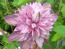 Load image into Gallery viewer, Clematis &#39;Proteus&#39; #2
