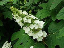 Hydrangea quercifolia 'Snow Queen' #7