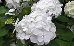 Hydrangea macrophylla 'Sister Theresa' #6