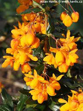Load image into Gallery viewer, Berberis &#39;Apricot Queen&#39; #3
