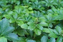 Load image into Gallery viewer, Pachysandra terminalis #2
