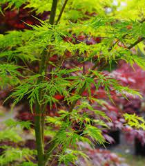 Acer palmatum 'Seiryu' #10
