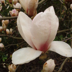 Magnolia soulangeana 'San Jose' #10