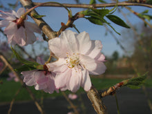 Load image into Gallery viewer, Prunus pendula &#39;Subhirtella&#39; #10
