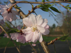 Prunus pendula 'Subhirtella' #10