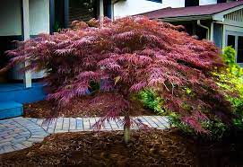 Acer palmatum 'Inabe Shidare' #15
